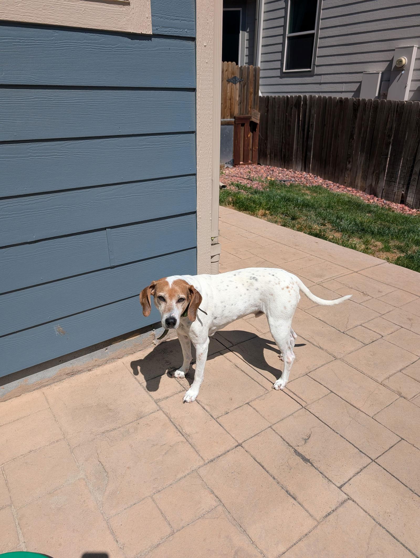 Jack (Courtesy), a Adoptable Foxhound in Aurora, CO image 2/3