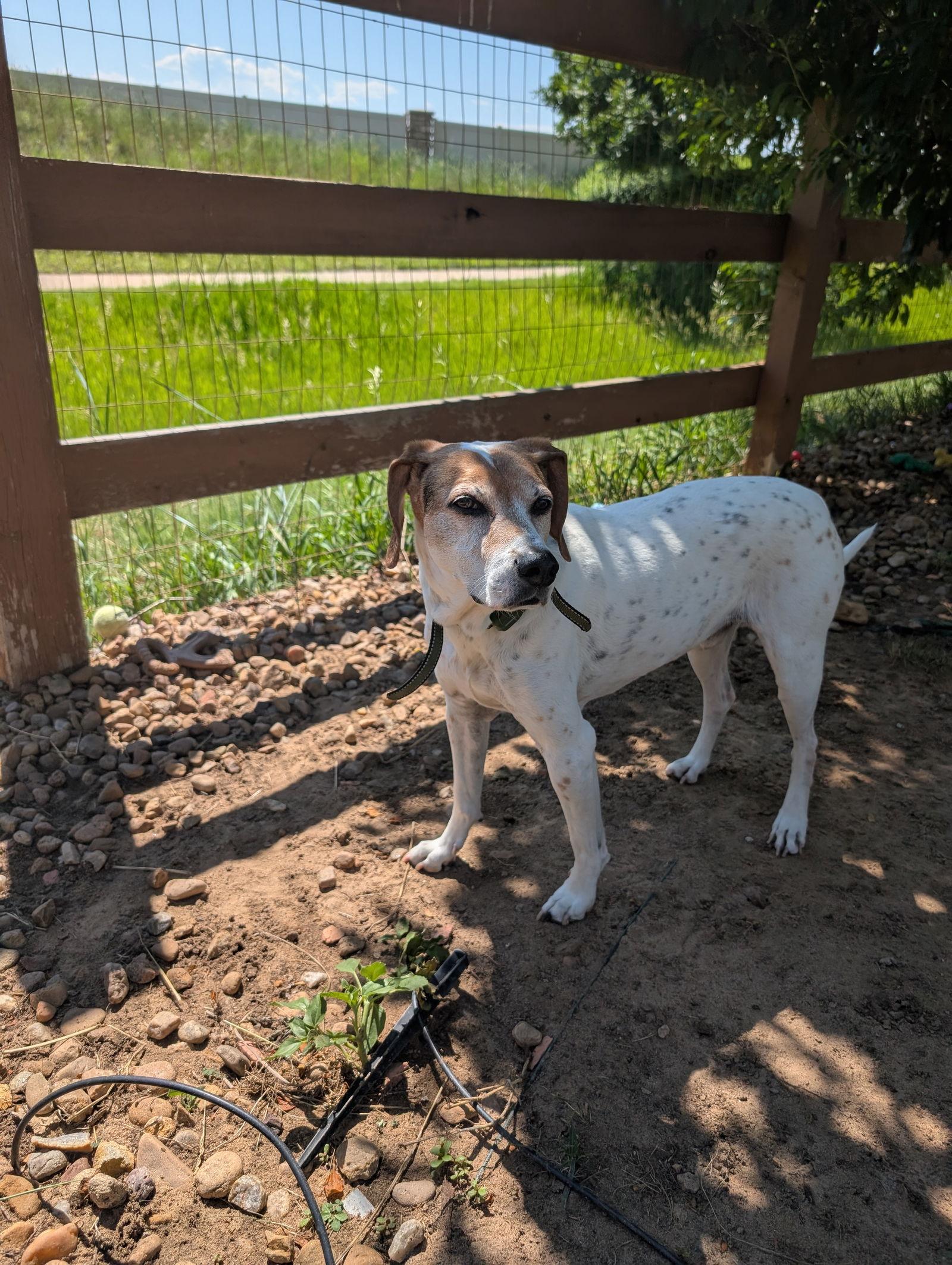 Jack (Courtesy), a Adoptable Foxhound in Aurora, CO image 3/3