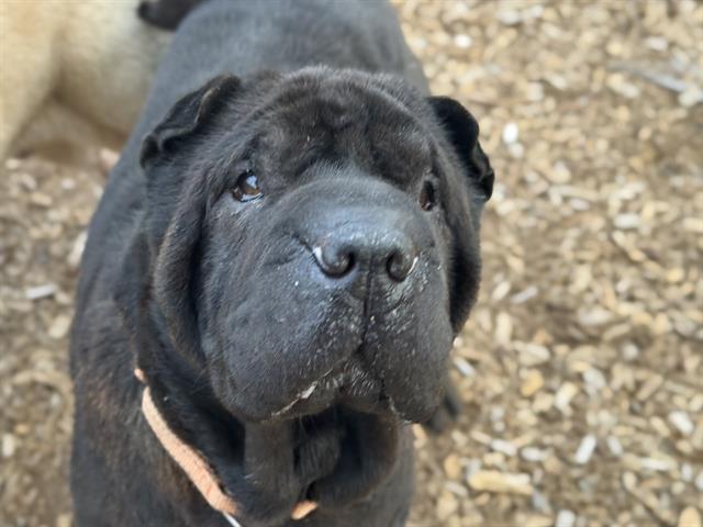 Puffs, a Adoptable Shar-Pei in Kirkland, WA image 1/5
