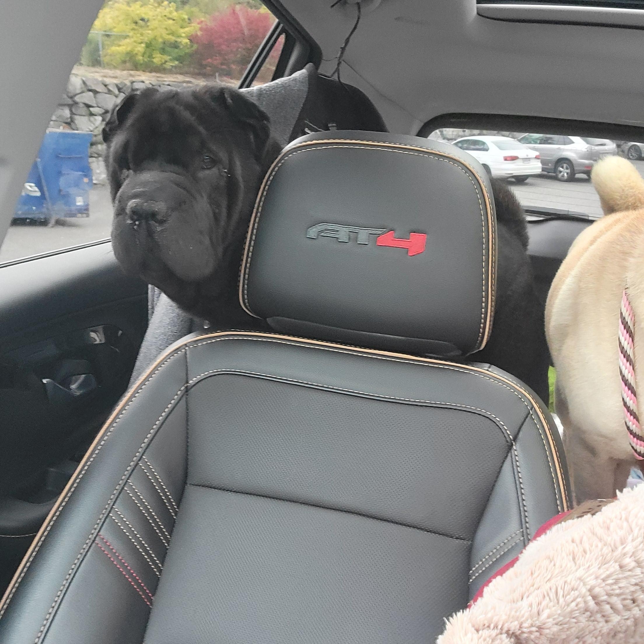 Puffs, a Adoptable Shar-Pei in Kirkland, WA image 3/5