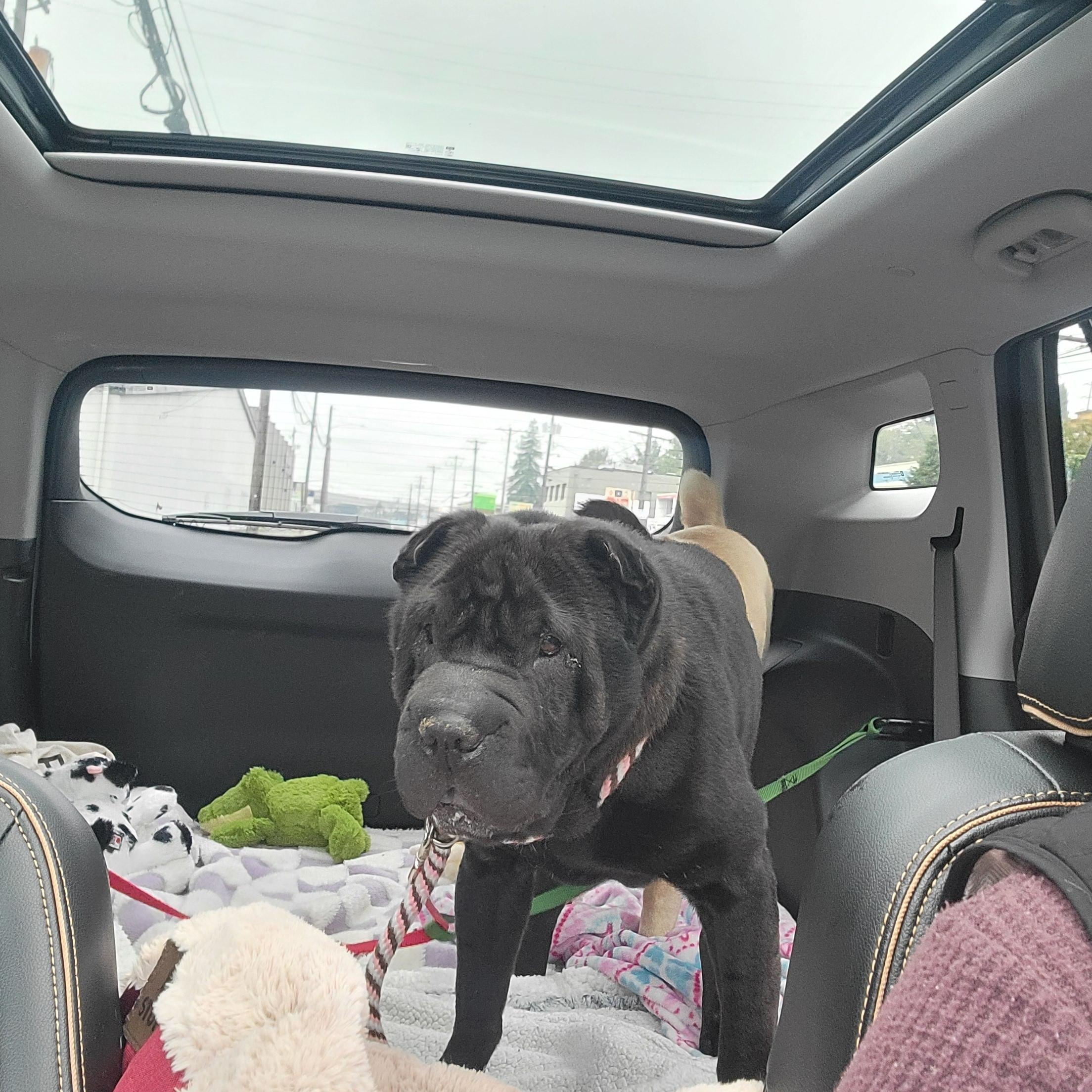 Puffs, a Adoptable Shar-Pei in Kirkland, WA image 4/5