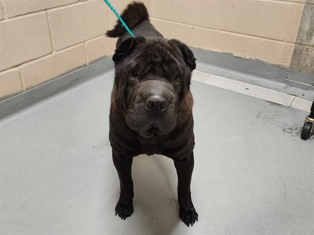 Puffs, a Adoptable Shar-Pei in Kirkland, WA image 5/5