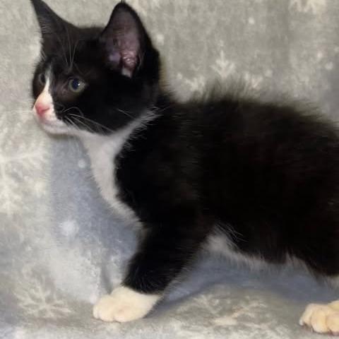 Enlarge Leon C12861, a Adoptable Domestic Short Hair in Elk River, MN image 2/2