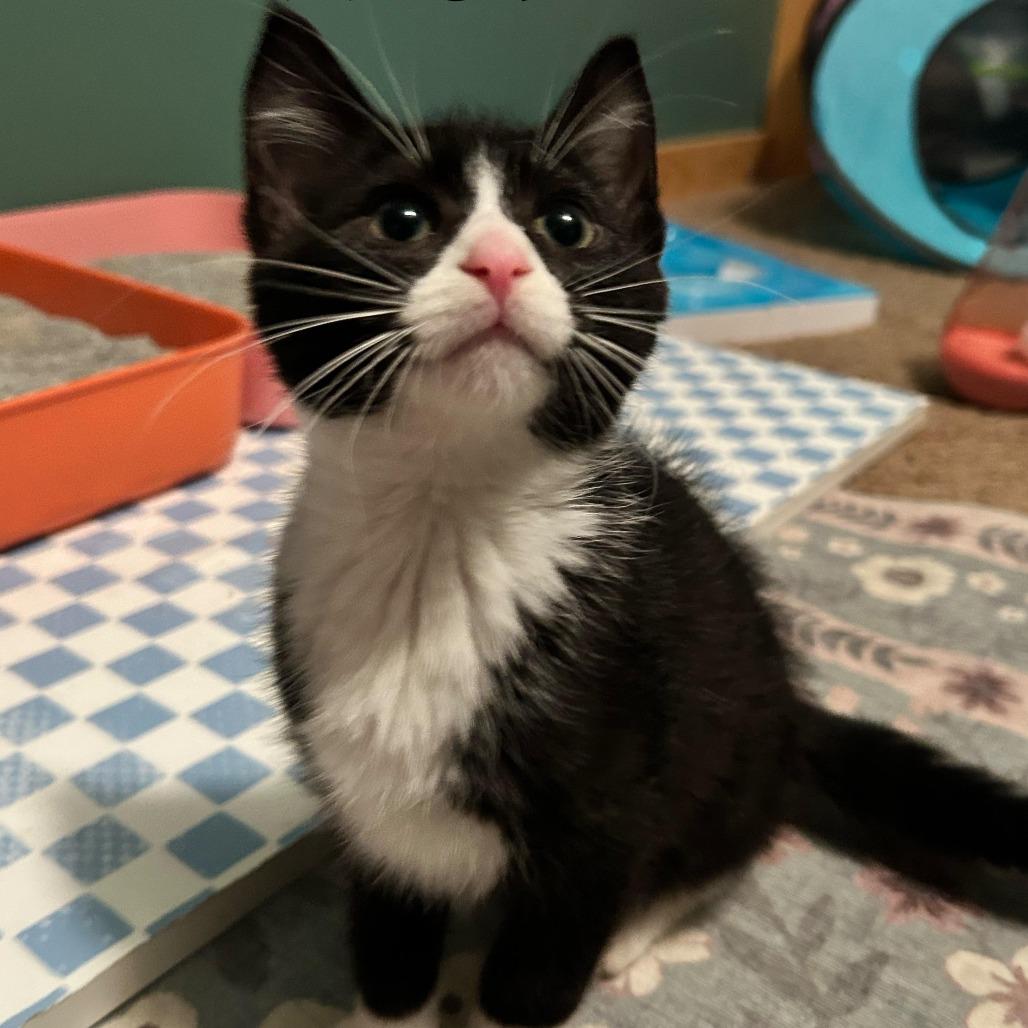 Leon C12861, Adoptable, Kitten Male Domestic Short Hair.