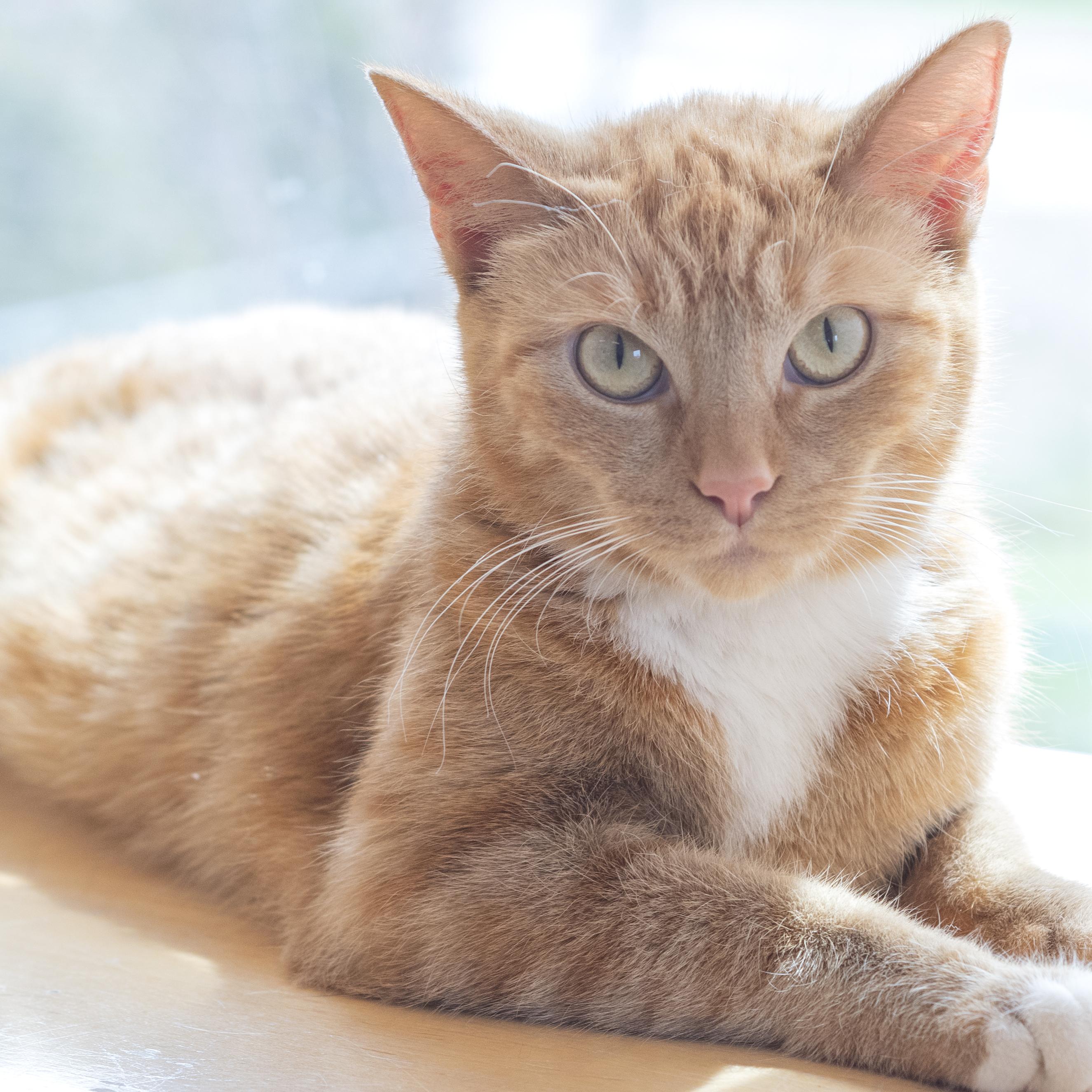 Alexa, ADOPTABLE, Adult Female Domestic Short Hair.