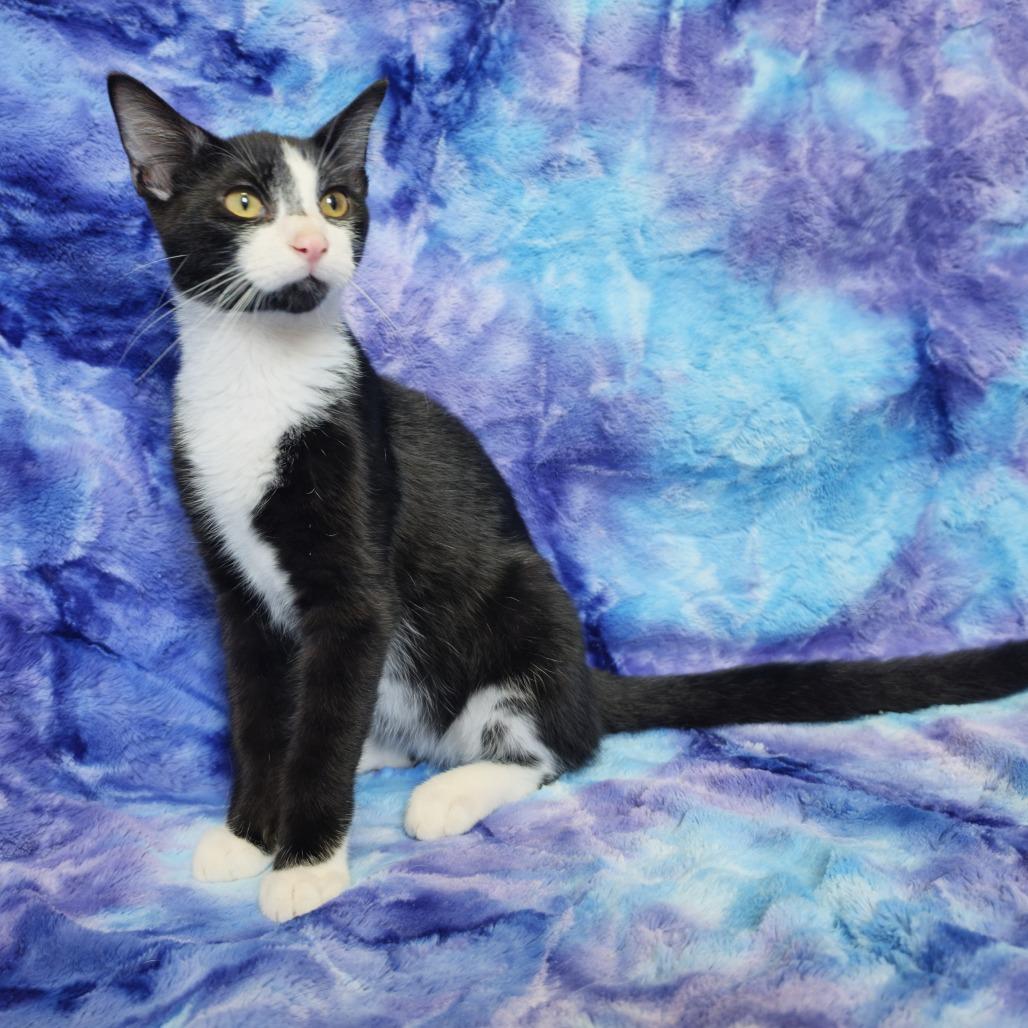 Truff, Adoptable, Kitten Male American Shorthair.
