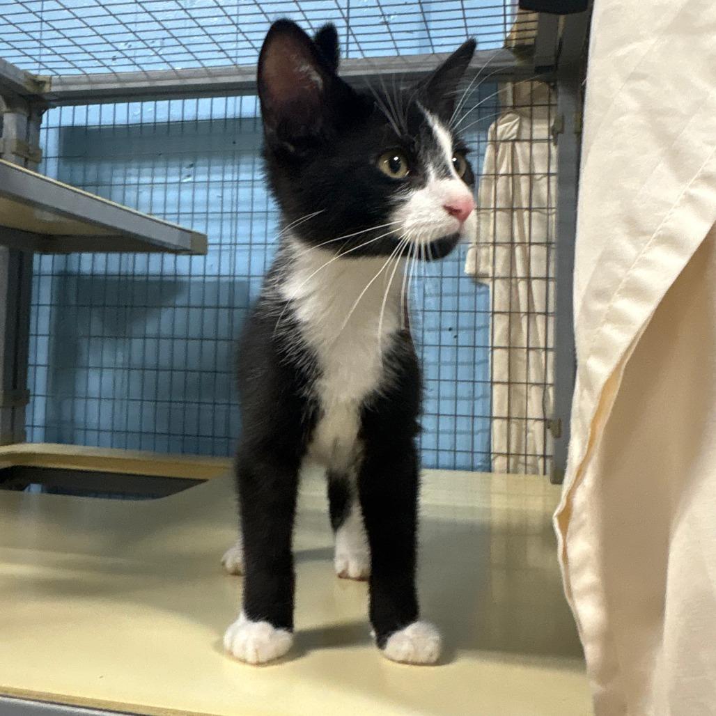 Enlarge Truff, a Adoptable American Shorthair in Tipton, IA image 2/3
