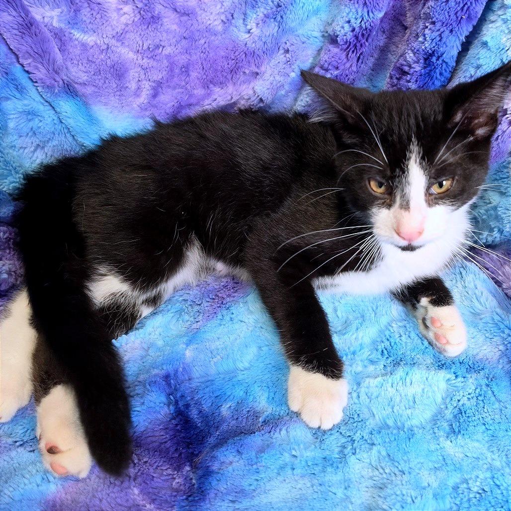 Enlarge Truff, a Adoptable American Shorthair in Tipton, IA image 3/3