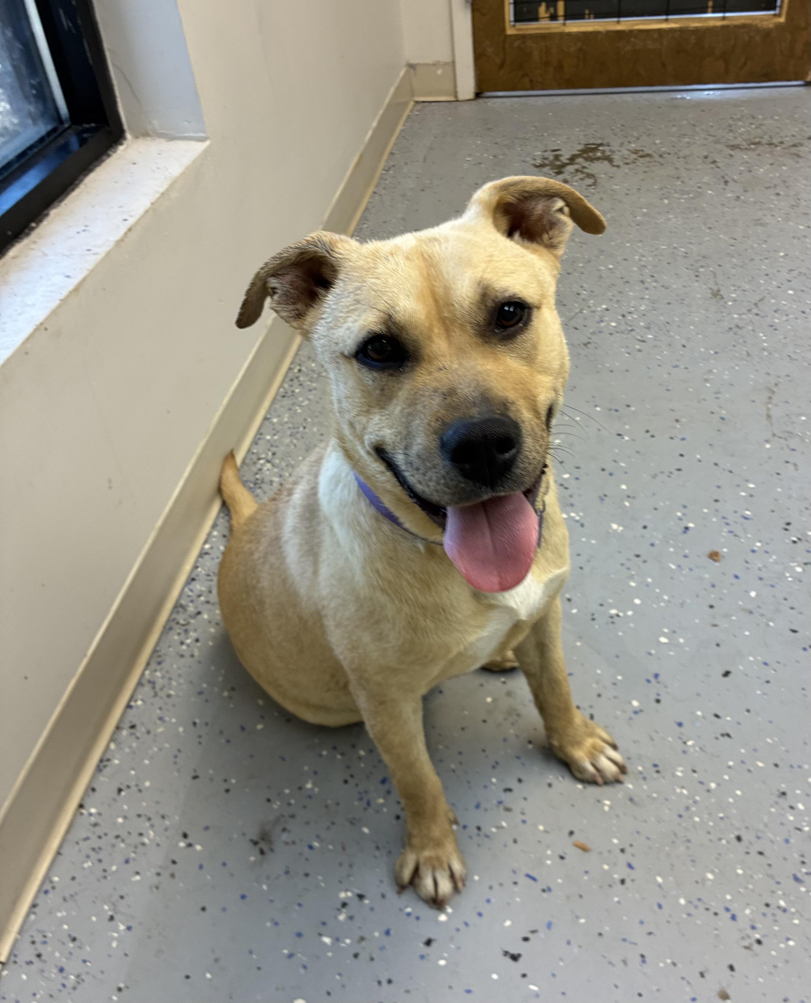 Enlarge Wayne, a Adoptable mixed breed in Senatobia, MS image 3/4