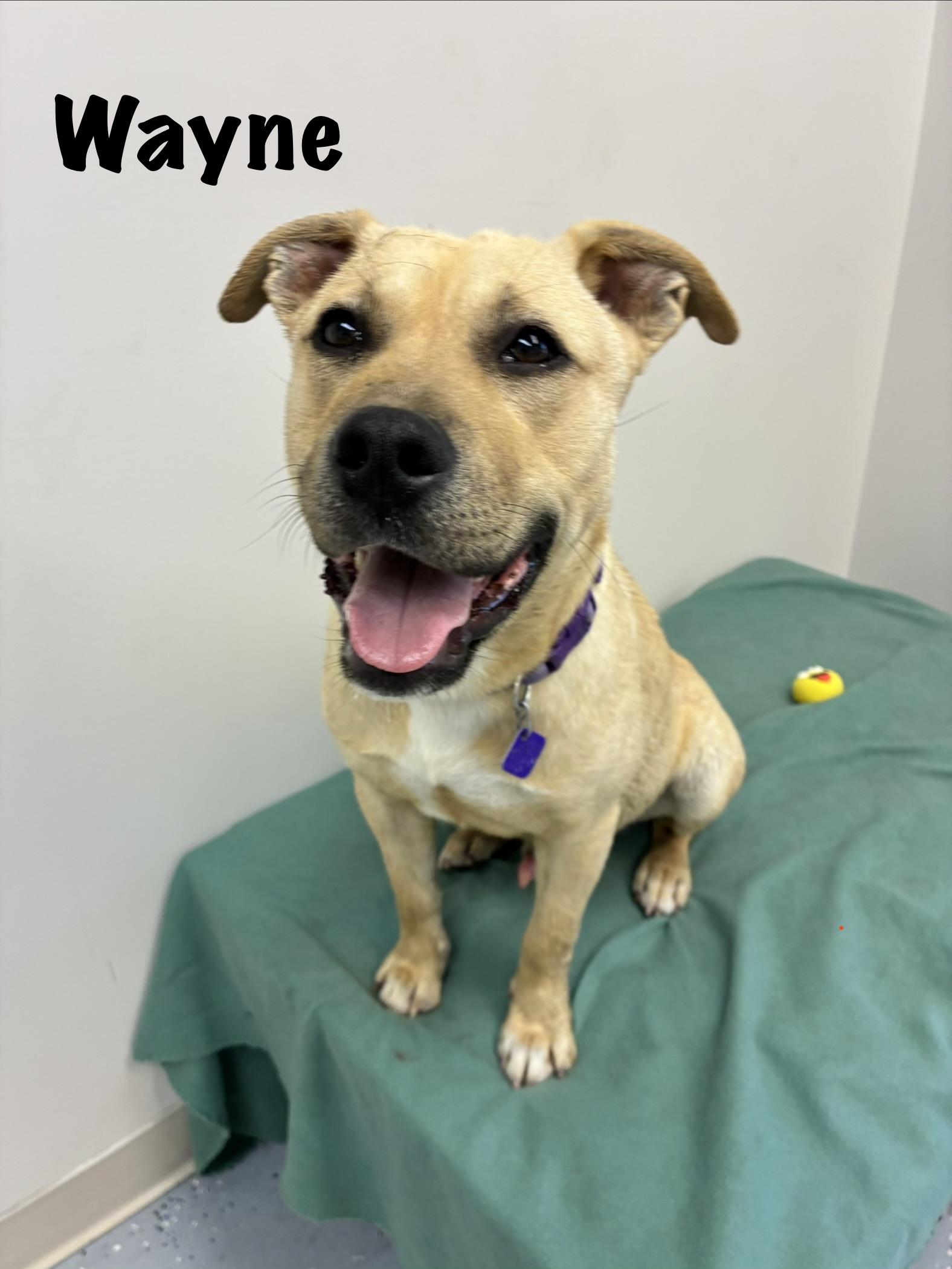 Enlarge Wayne, a Adoptable mixed breed in Senatobia, MS image 1/4