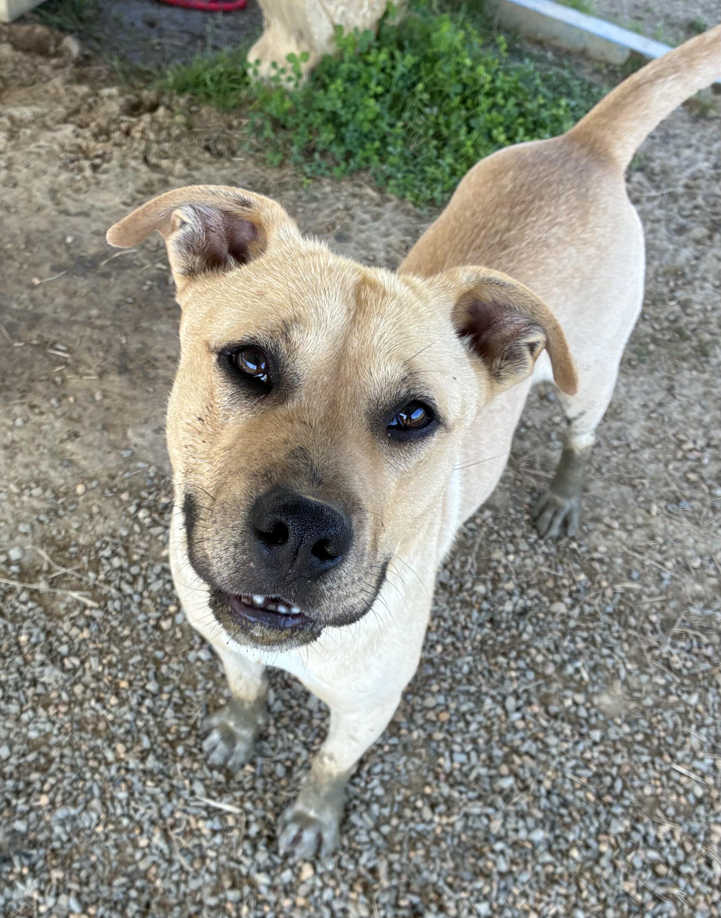 Enlarge Wayne, a Adoptable mixed breed in Senatobia, MS image 2/4