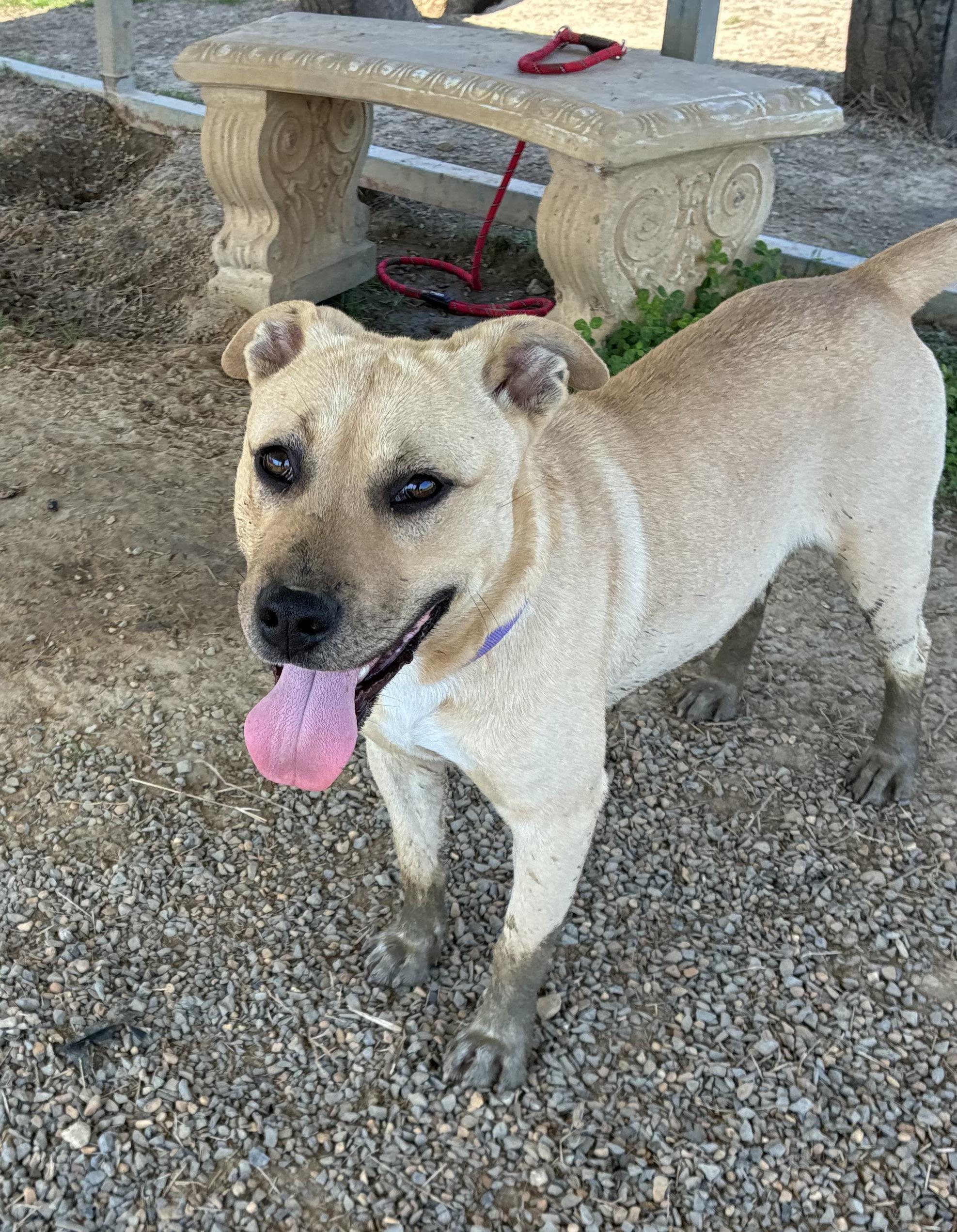 Enlarge Wayne, a Adoptable mixed breed in Senatobia, MS image 4/4