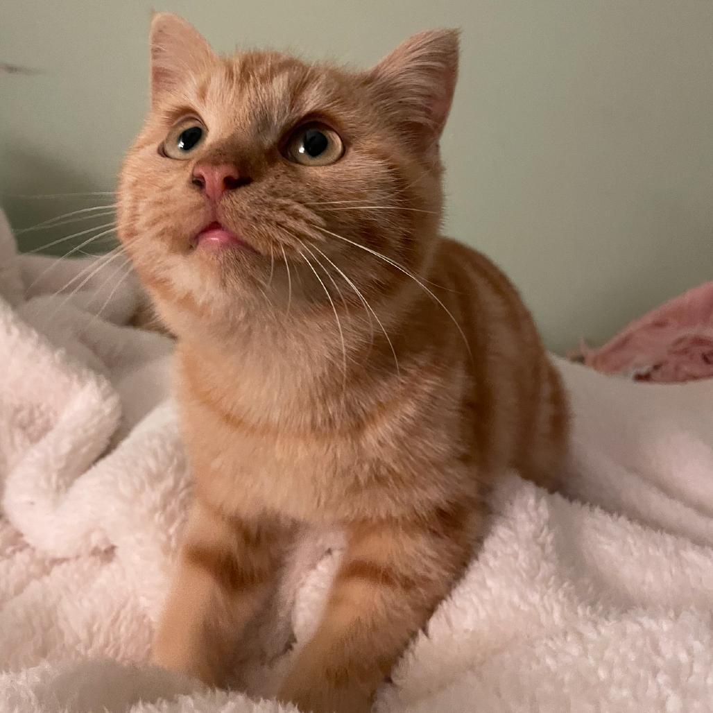 Orville, Adoptable, Young Male Domestic Short Hair.