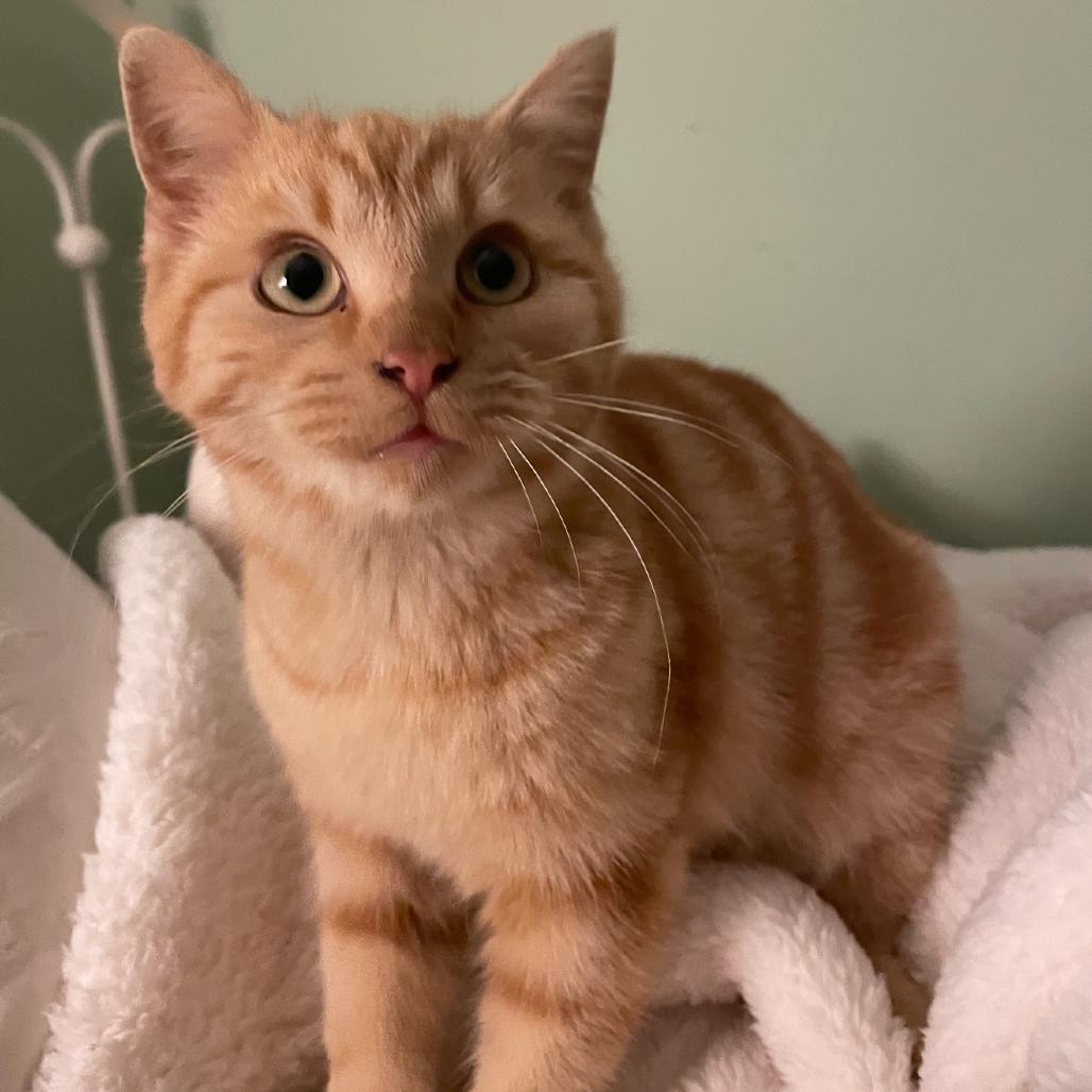 Enlarge Orville, a Adoptable Domestic Short Hair in Granby, MO image 2/2