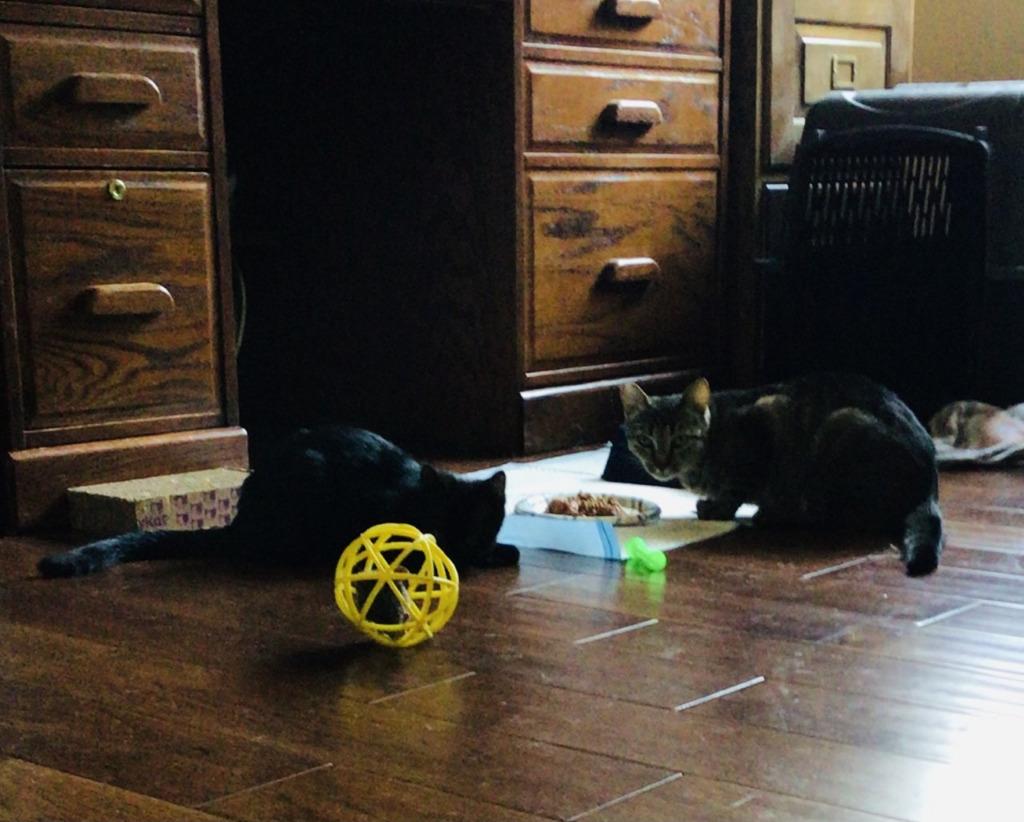 Tigra, Adoptable, Adult Female Domestic Short Hair.