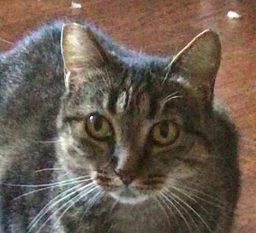 Tigra, a Adoptable mixed breed in Lake Forest, CA image 2/6