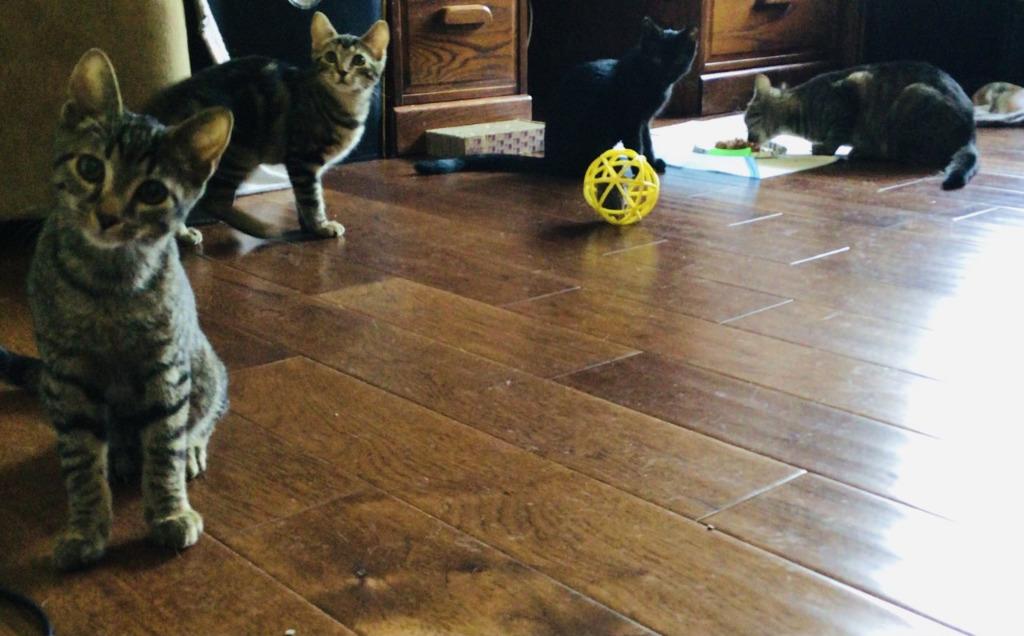 Tigra, a Adoptable mixed breed in Lake Forest, CA image 3/6