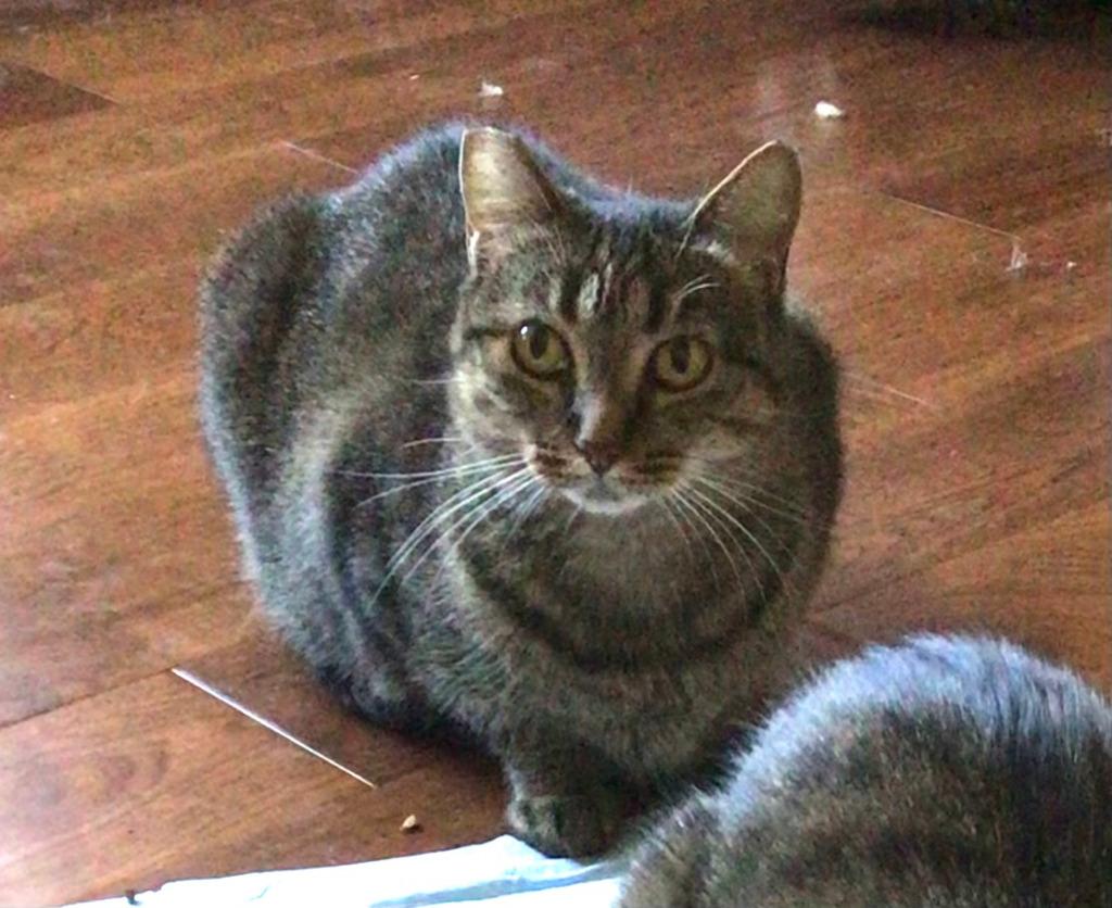 Enlarge Tigra, a Adoptable mixed breed in Lake Forest, CA image 3/6