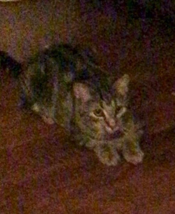 Tigra, a Adoptable mixed breed in Lake Forest, CA image 5/6