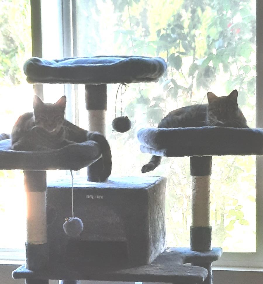 Enlarge Tigra, a Adoptable mixed breed in Lake Forest, CA image 5/6