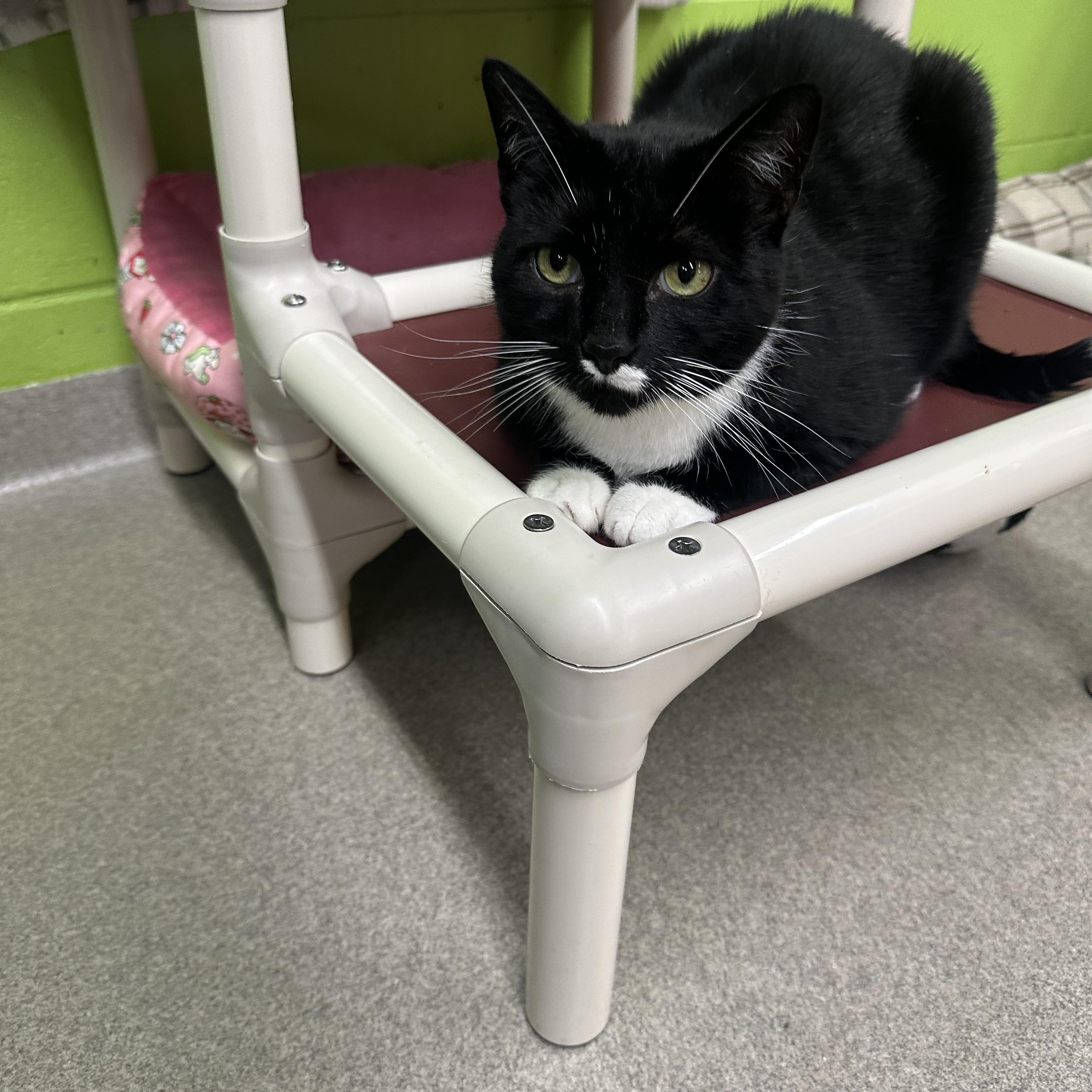 Catbird, ADOPTABLE, Adult Female Domestic Short Hair.
