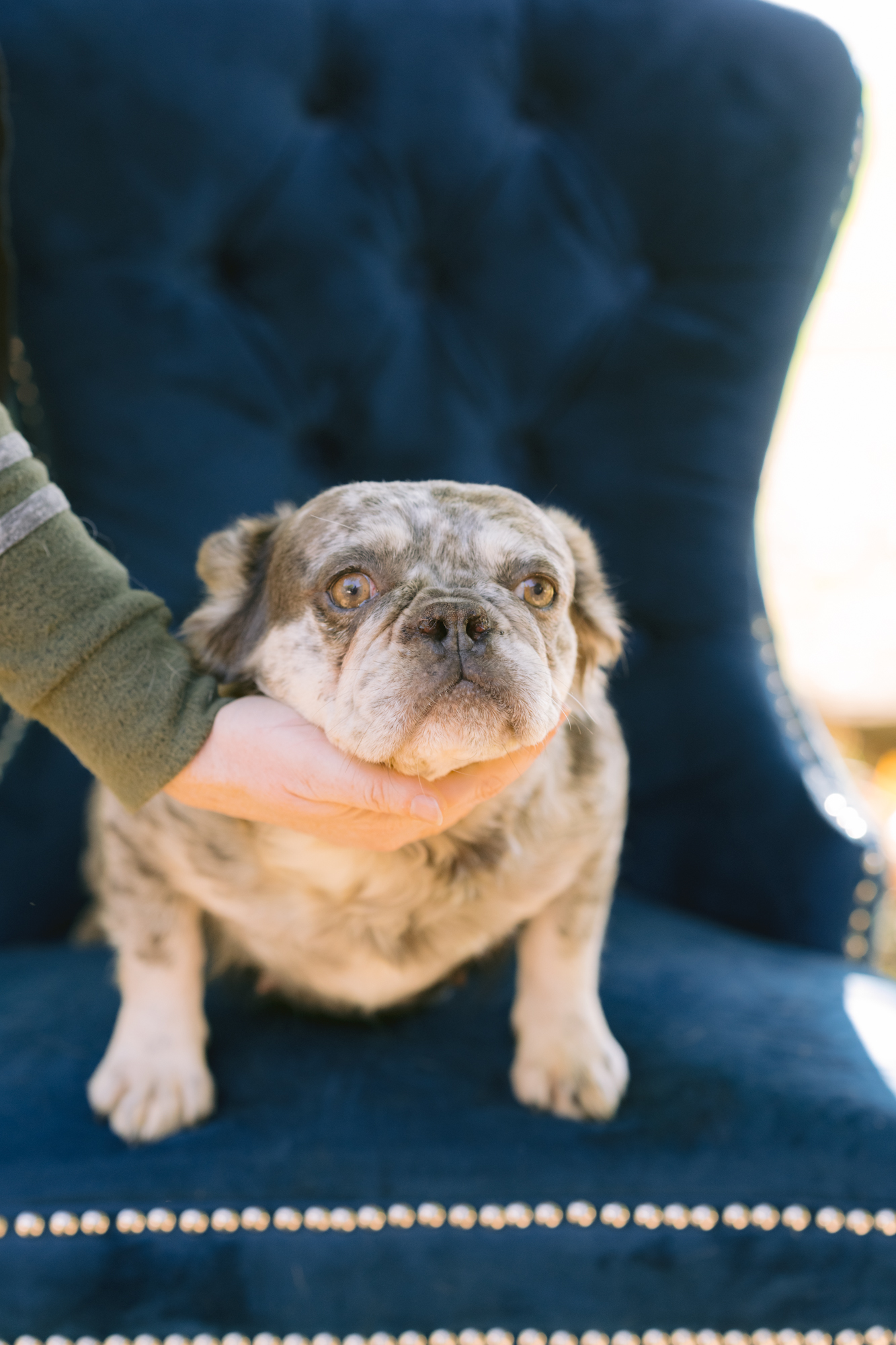 Dog for adoption Jules, a French Bulldog in Zionsville, IN Petfinder