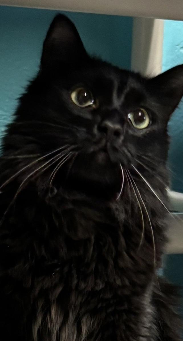 Sugarplum, adopted, Young Male Domestic Long Hair.