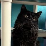 Sugarplum, an adopted Domestic Long Hair in Phoenix, AZ image 2/5