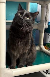 Sugarplum, an adopted Domestic Long Hair in Phoenix, AZ image 5/5