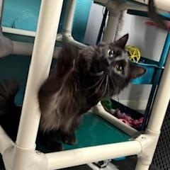 Sugarplum, an adopted Domestic Long Hair in Phoenix, AZ image 3/5