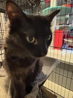 Sugarplum, an adopted Domestic Long Hair in Phoenix, AZ image 4/5