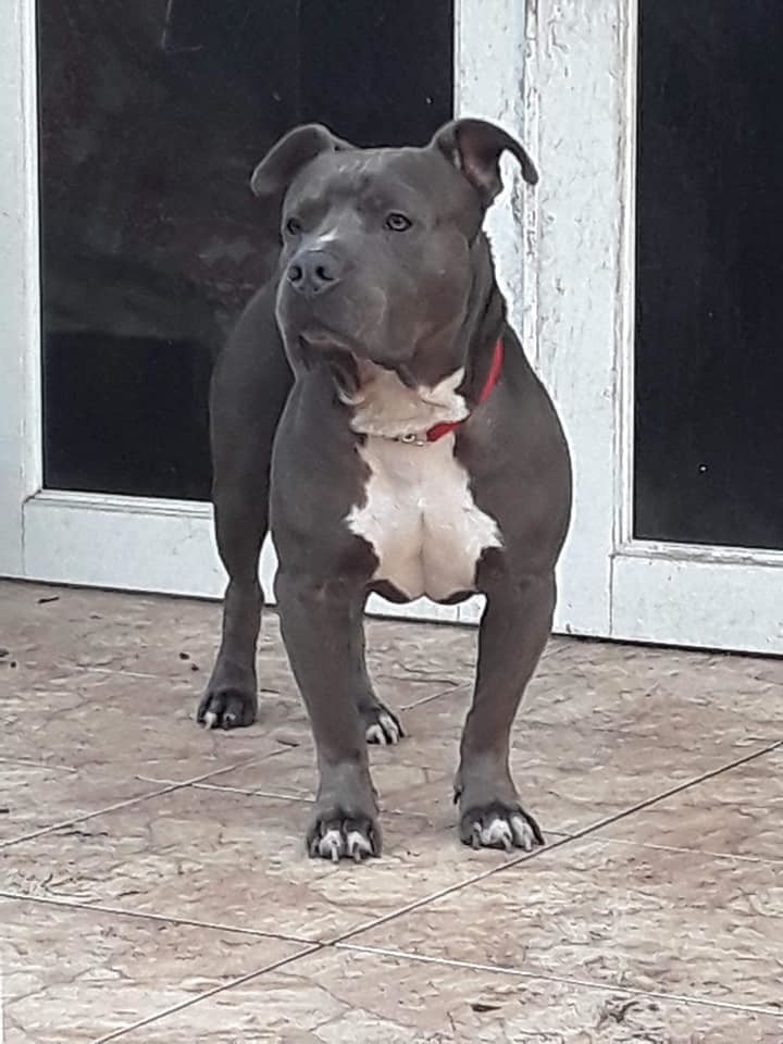 Bubba, Adoptable, Adult Male Terrier.