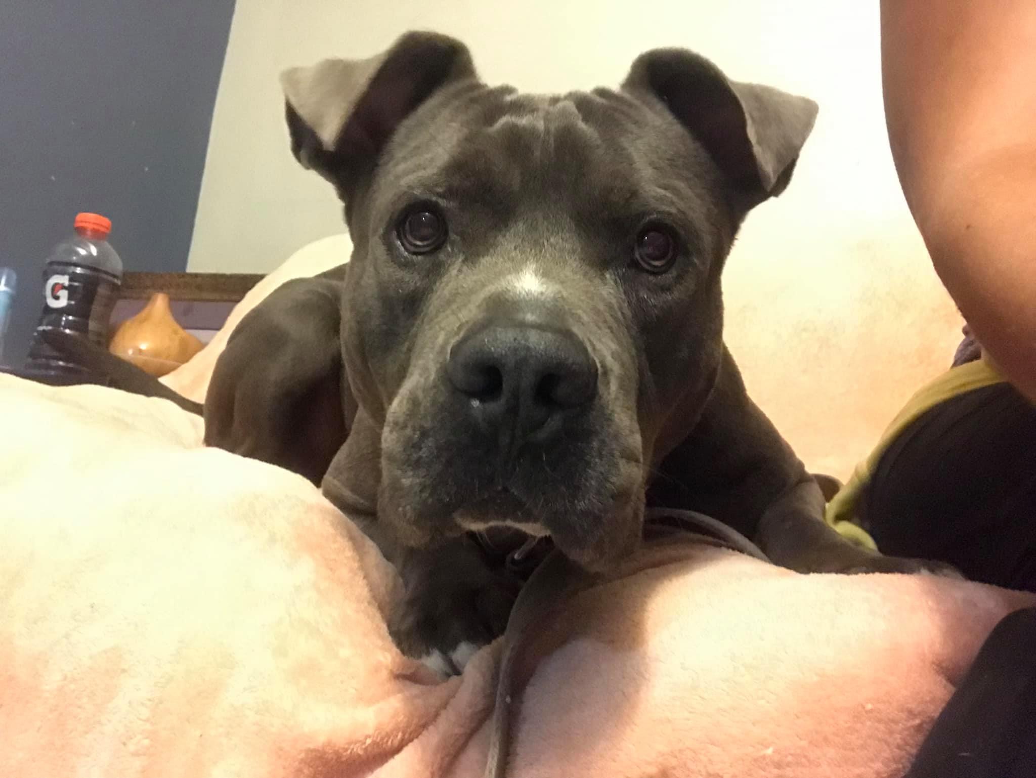 Enlarge Bubba, a Adoptable Terrier in Coral Springs, FL image 2/6