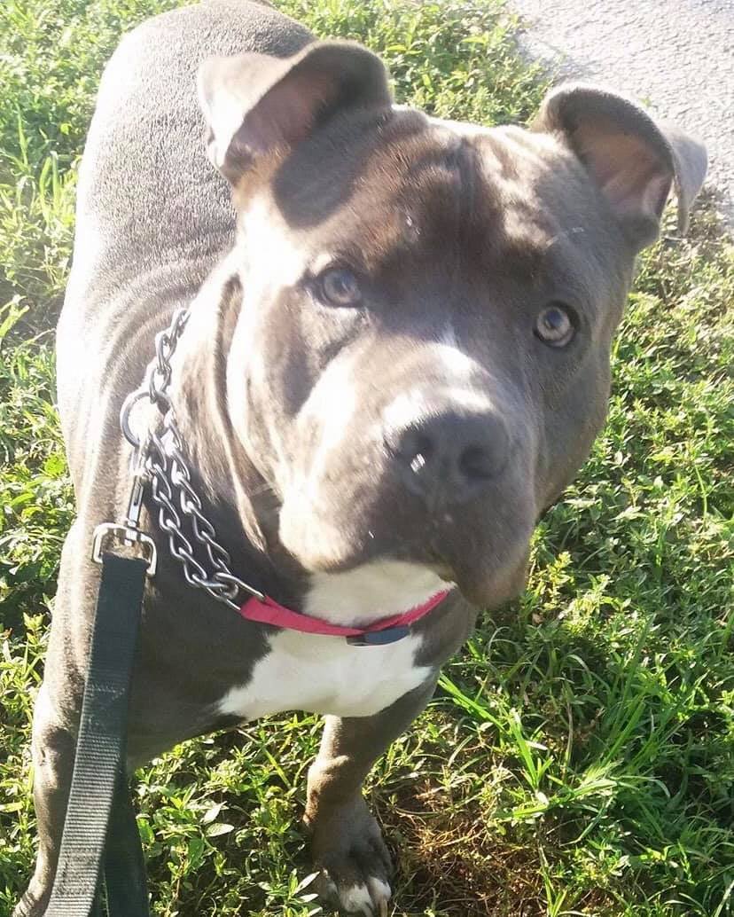 Enlarge Bubba, a Adoptable Terrier in Coral Springs, FL image 3/6