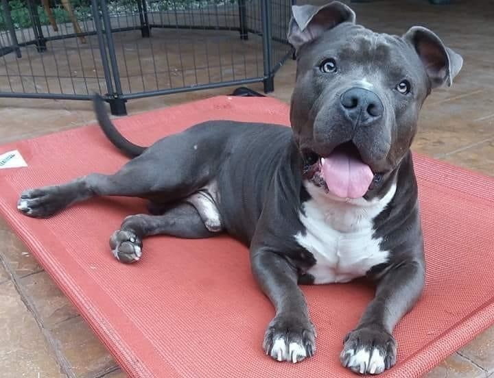 Enlarge Bubba, a Adoptable Terrier in Coral Springs, FL image 4/6