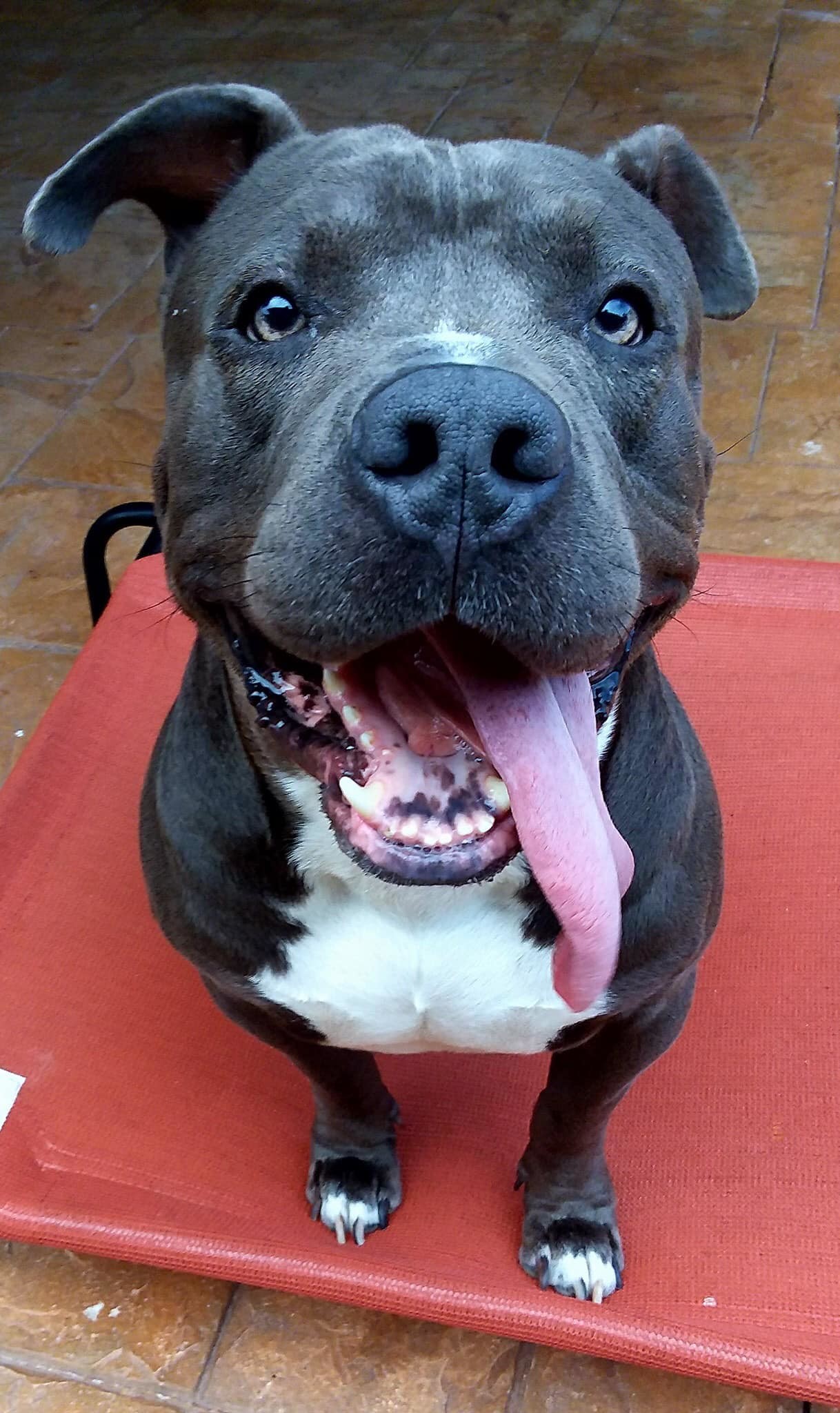 Enlarge Bubba, a Adoptable Terrier in Coral Springs, FL image 5/6