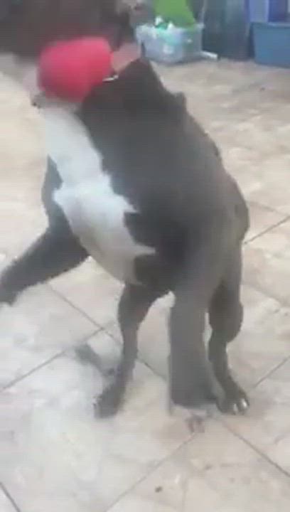 Enlarge Bubba, a Adoptable Terrier in Coral Springs, FL video 6/6