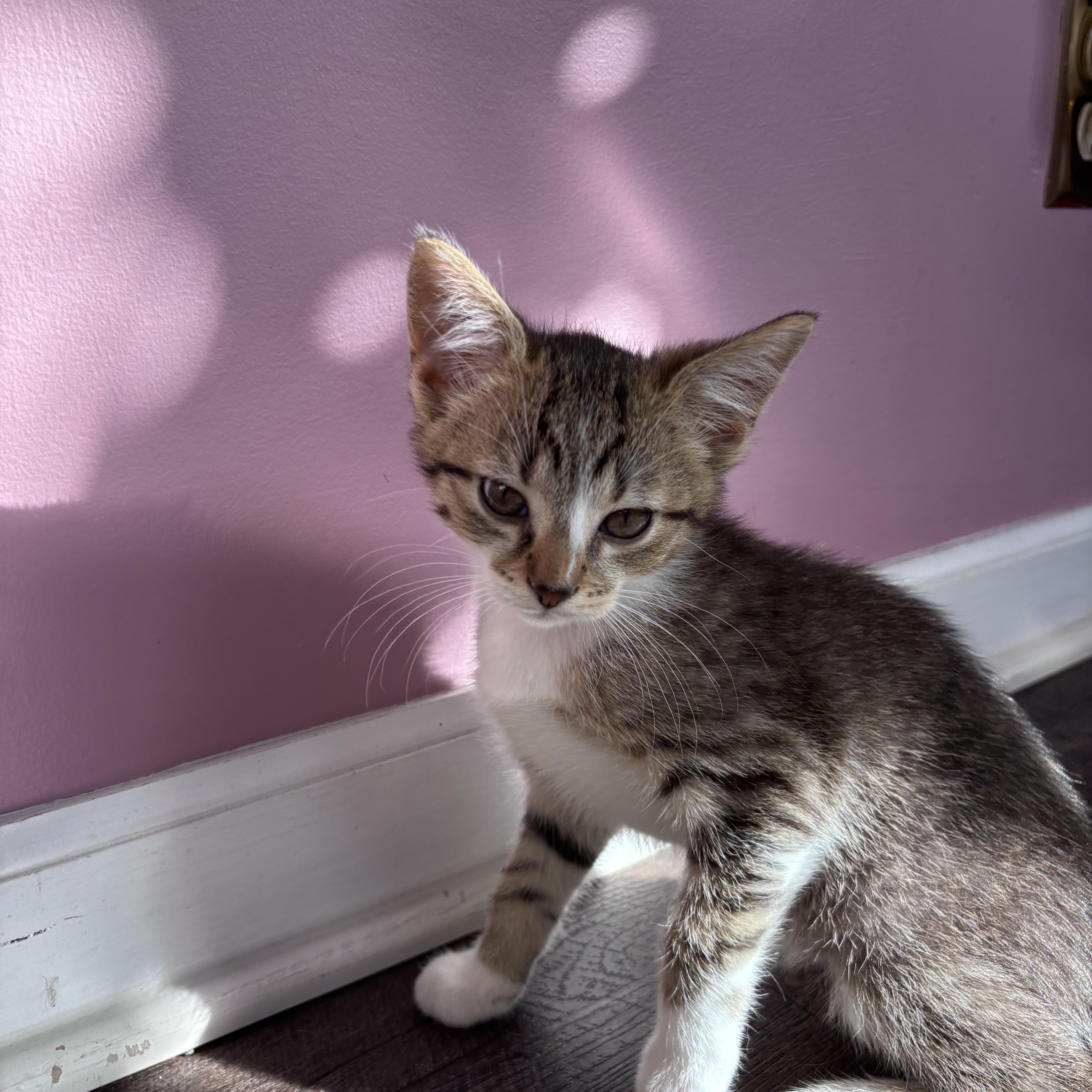 Enlarge Walker, a Adoptable Domestic Short Hair in Franklin, IN image 1/1