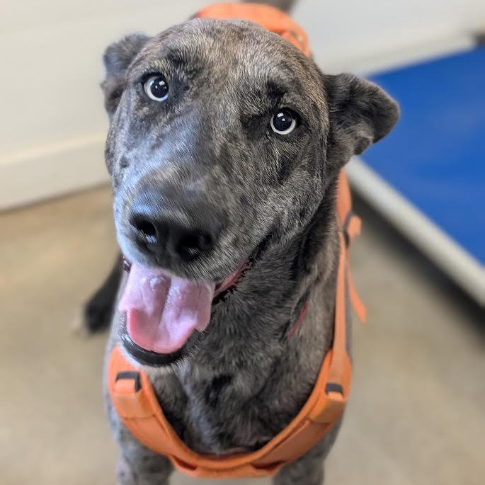 Enlarge Jessie, a Adoptable Great Dane in Blue Earth, MN image 1/5