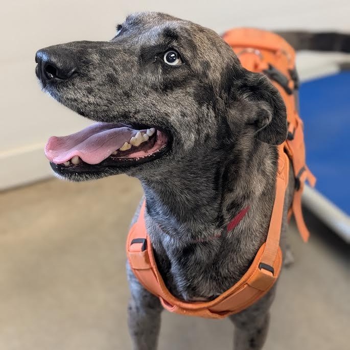 Enlarge Jessie, a Adoptable Great Dane in Blue Earth, MN image 5/5