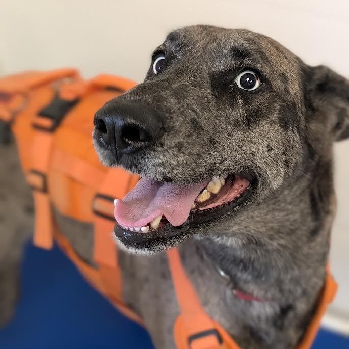Enlarge Jessie, a Adoptable Great Dane in Blue Earth, MN image 3/5