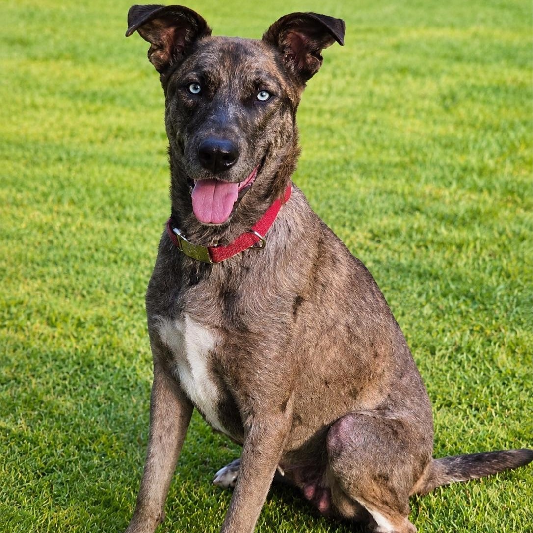 Enlarge Jessie, a Adoptable Great Dane in Blue Earth, MN image 4/5