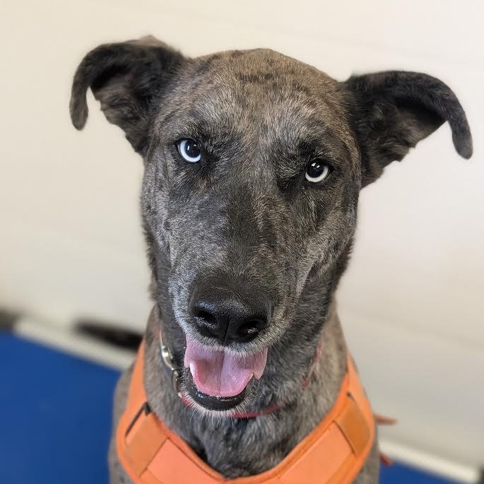 Enlarge Jessie, a Adoptable Great Dane in Blue Earth, MN image 2/5