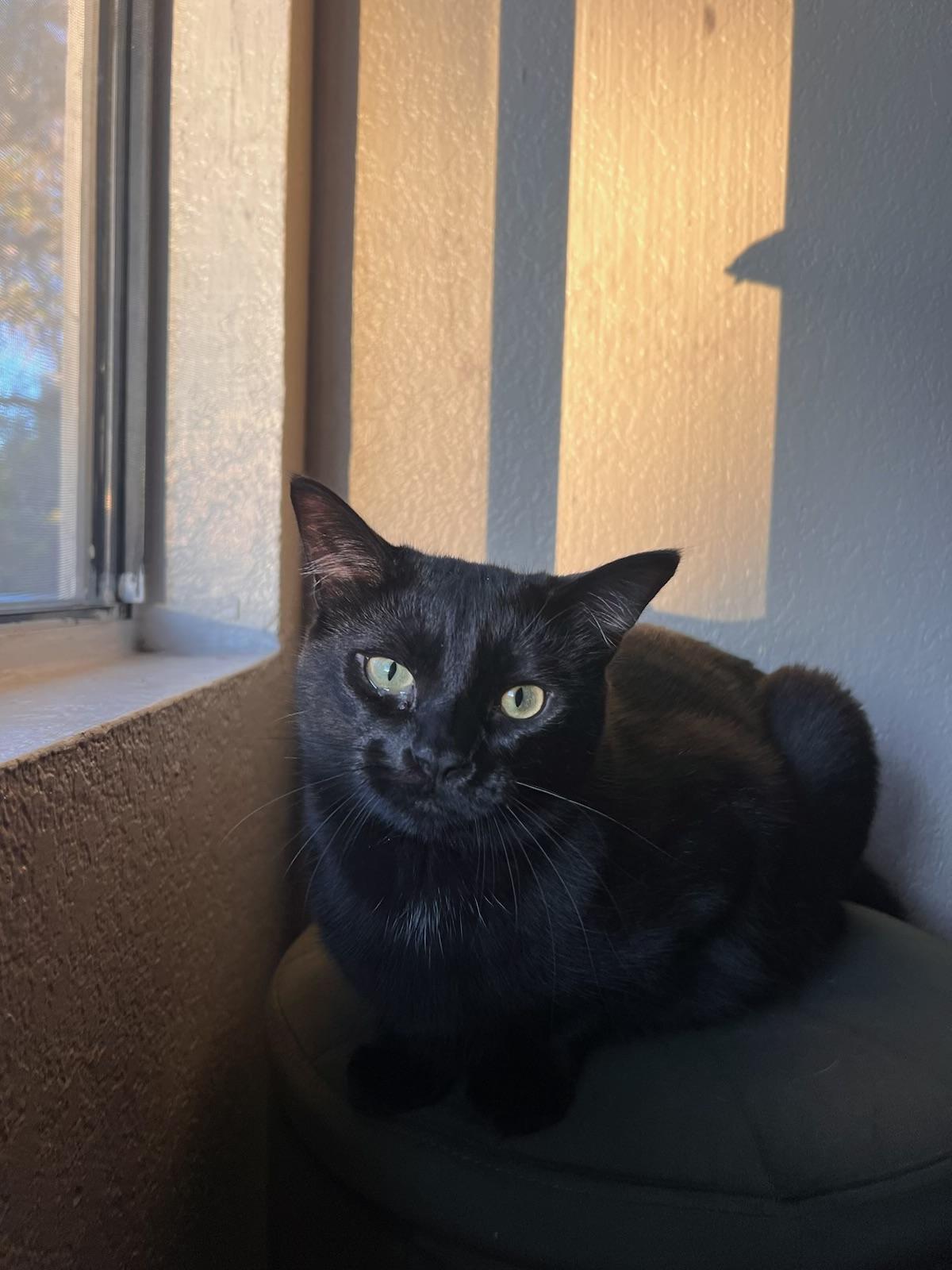 Ellie, a Adoptable Domestic Short Hair in Tracy, CA image 1/4