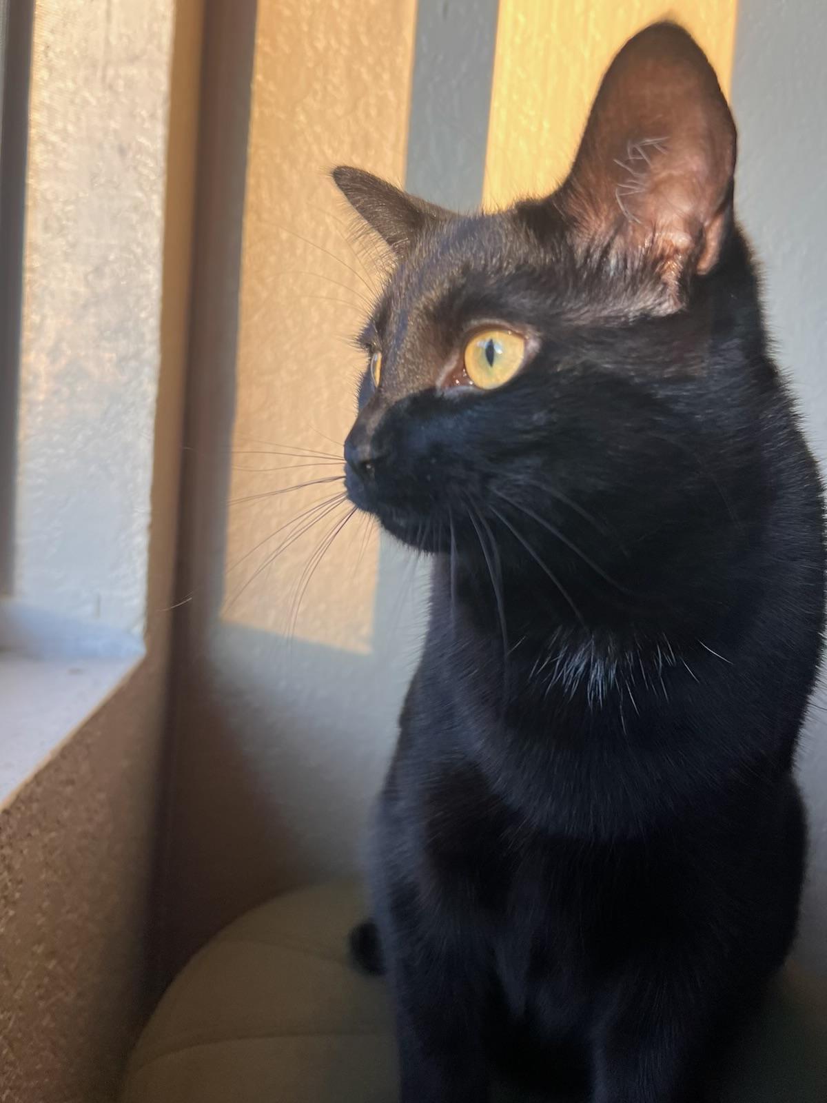 Ellie, a Adoptable Domestic Short Hair in Tracy, CA image 2/4