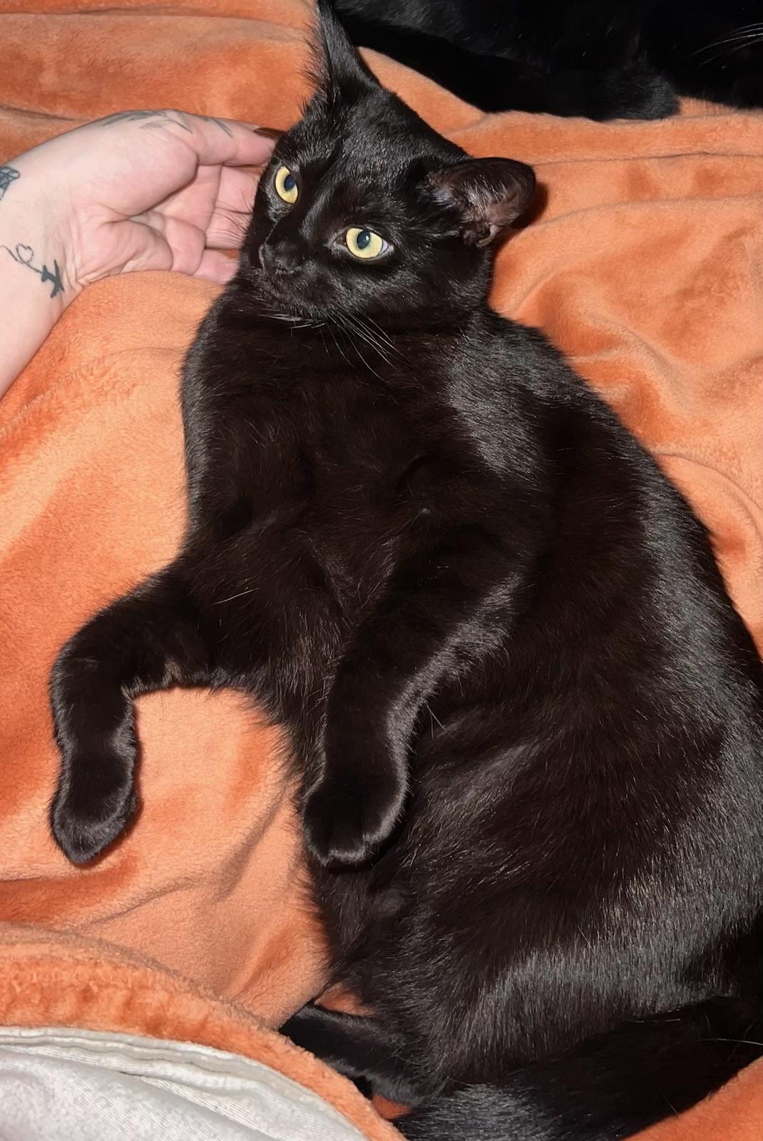 Ellie, a Adoptable Domestic Short Hair in Tracy, CA image 3/4