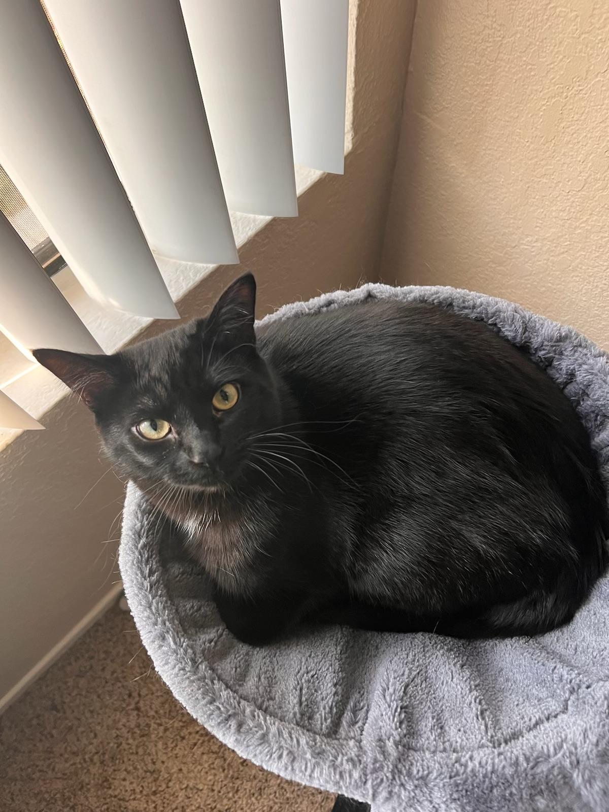 Ellie, a Adoptable Domestic Short Hair in Tracy, CA image 4/4