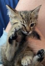 Enlarge Comet, a Adoptable mixed breed in Santa Cruz, CA image 2/2