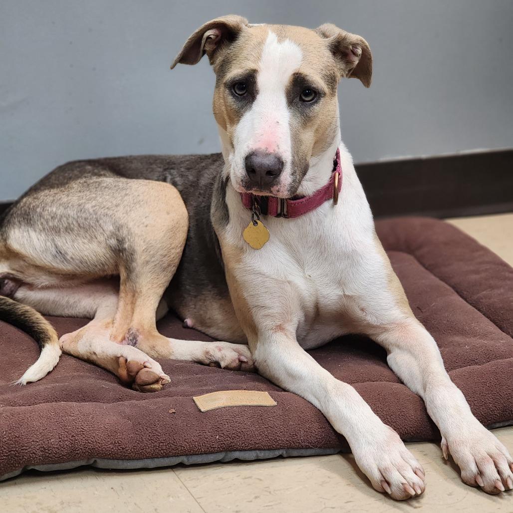 Pancake, Adoptable, Adult Female Mixed Breed.