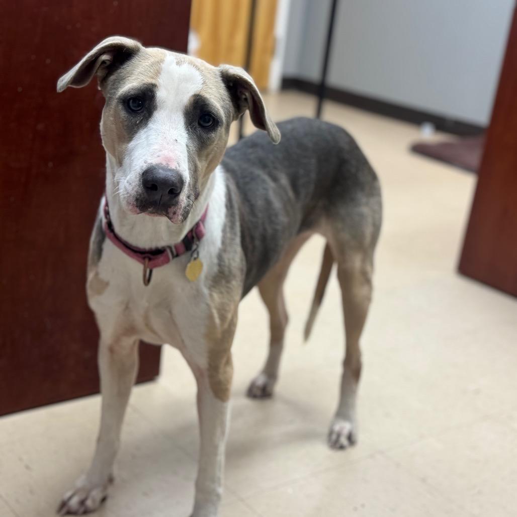 Pancake, a Adoptable Mixed Breed in Auburn, AL image 2/6